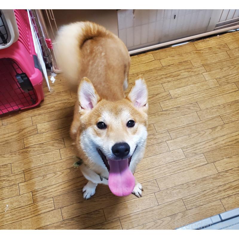 販売中の千葉県の柴犬-356791の2枚目