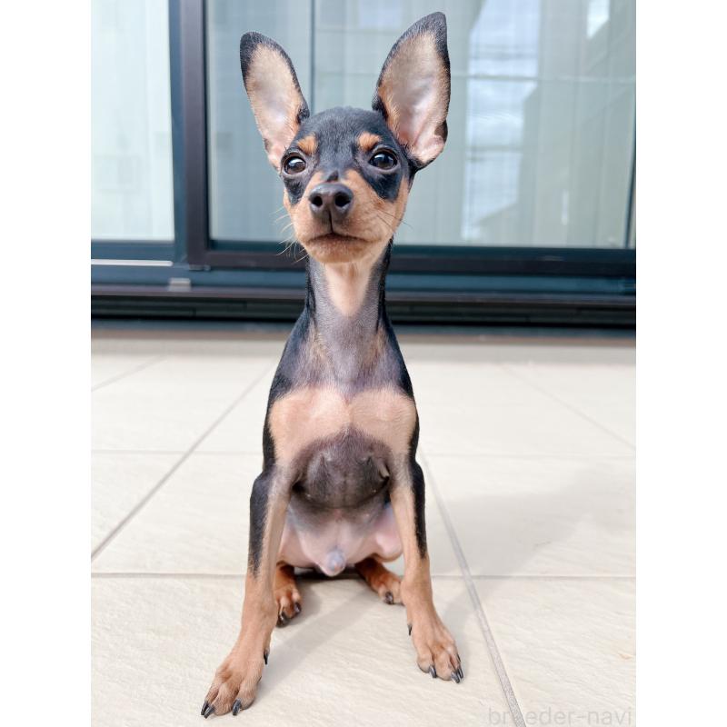 販売中の千葉県のミニチュアピンシャー(ミニピン)-411403の6枚目