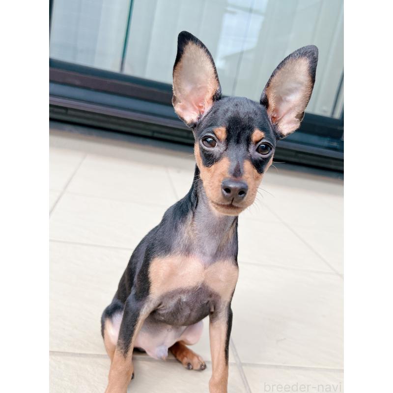 販売中の千葉県のミニチュアピンシャー(ミニピン)-411403の5枚目