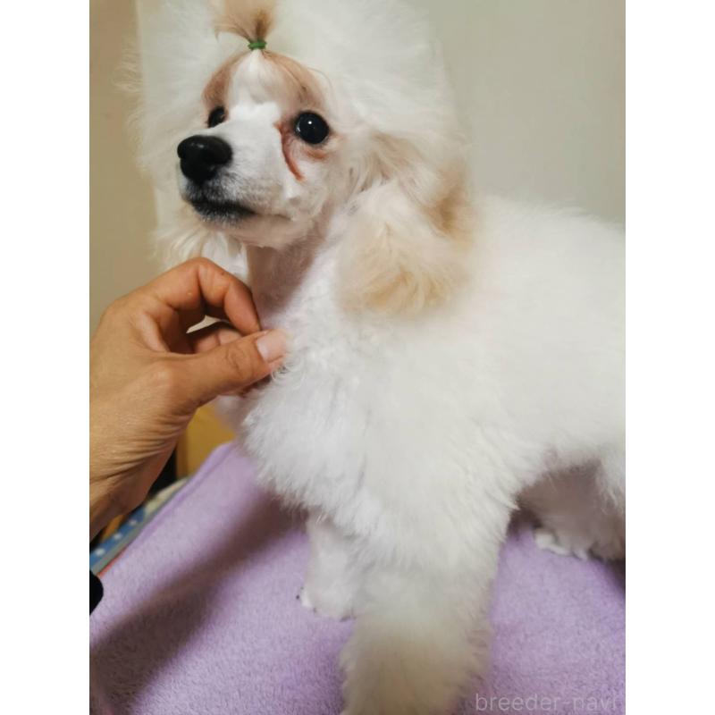 販売中の神奈川県のタイニープードル-422555の3枚目