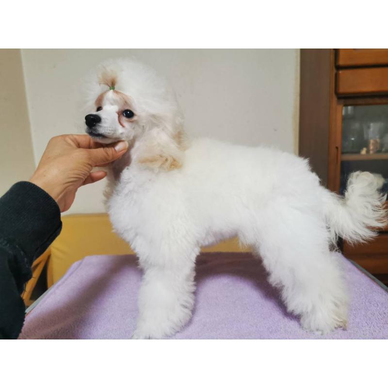 販売中の神奈川県のタイニープードル-422555の2枚目