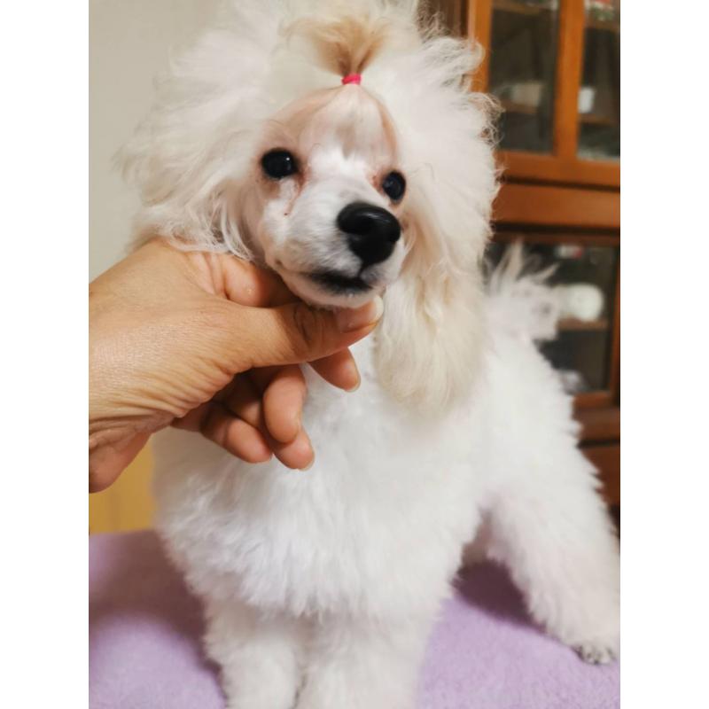 販売中の神奈川県のタイニープードル-422558の5枚目
