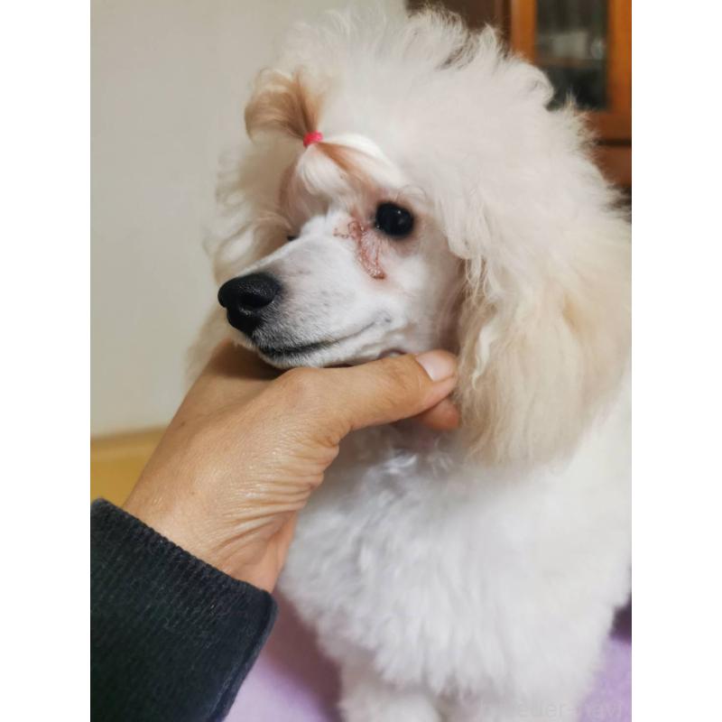 販売中の神奈川県のタイニープードル-422558の4枚目