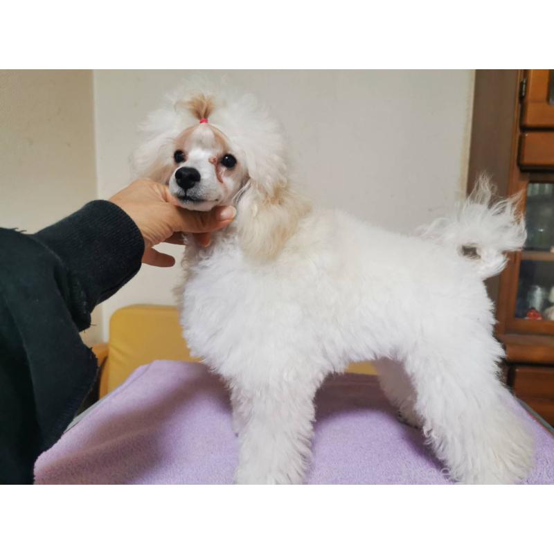 販売中の神奈川県のタイニープードル-422558の3枚目