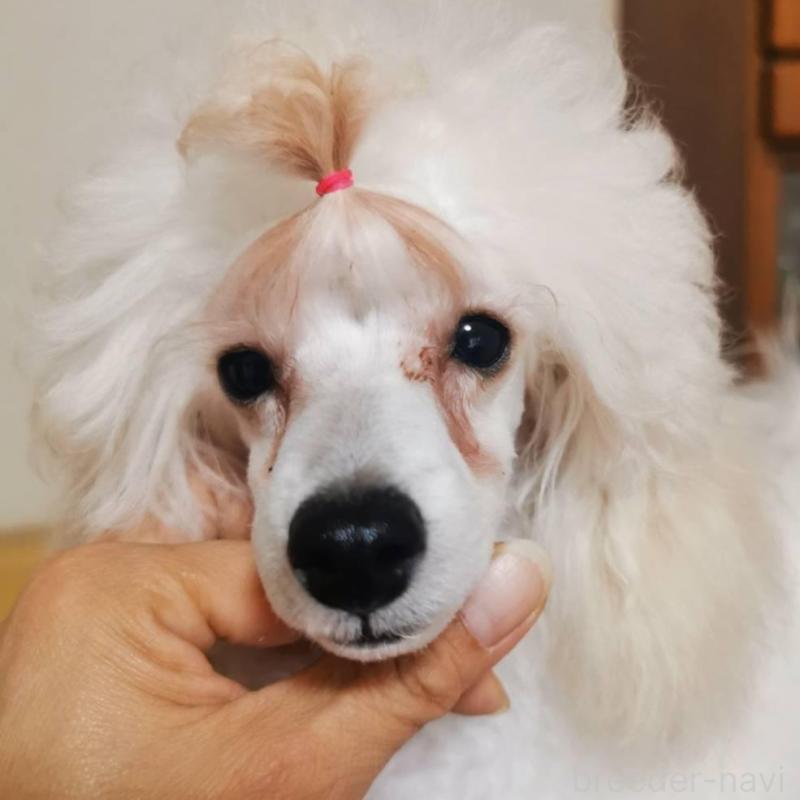 販売中の神奈川県のタイニープードル-422558の1枚目