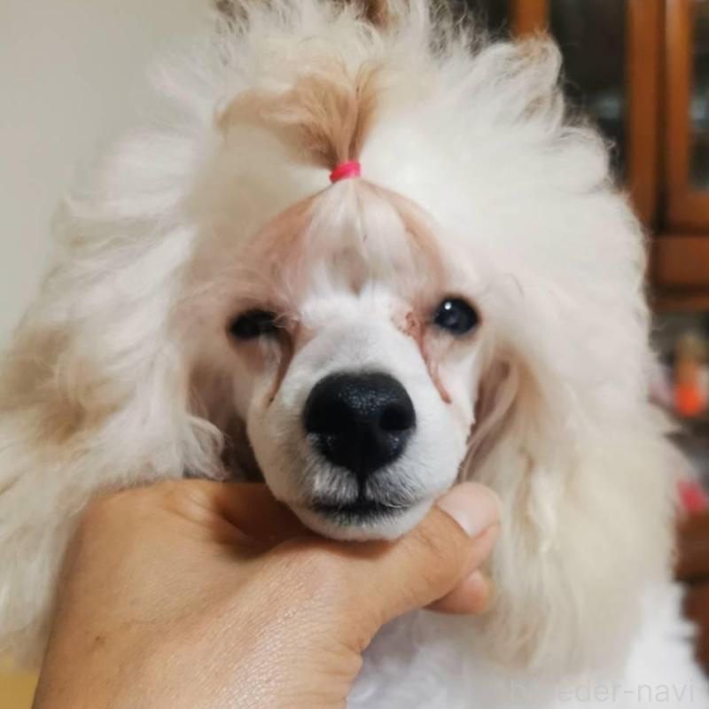 販売中の神奈川県のタイニープードル-422558の2枚目