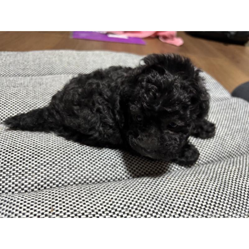 販売中の群馬県のトイプードル-415419の7枚目