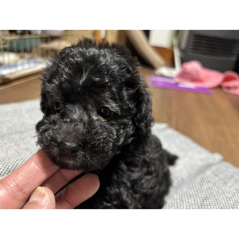 販売中の群馬県のトイプードル-415419の5枚目