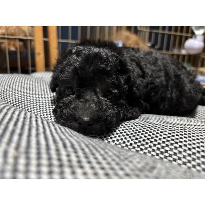 販売中の群馬県のトイプードル-415419の3枚目