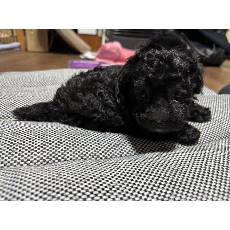 販売中の群馬県のトイプードル-415419の2枚目