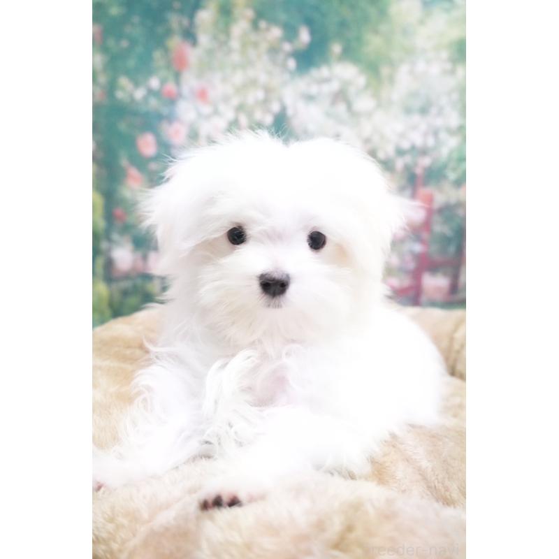 販売中の愛知県のマルチーズ-421599の5枚目