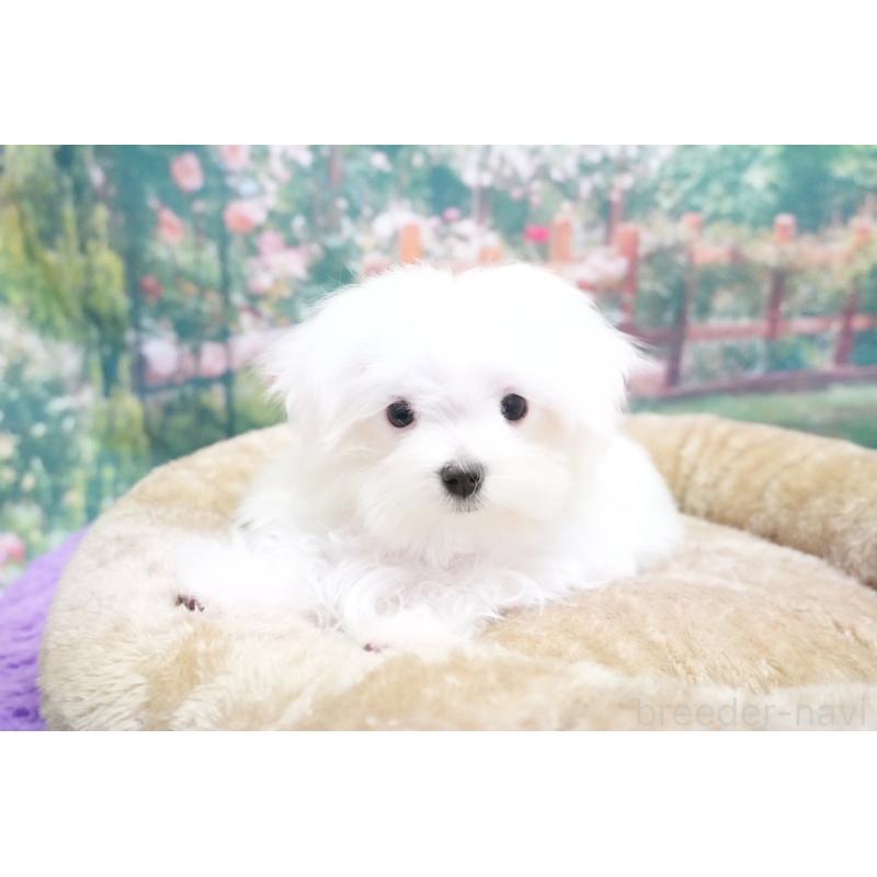 販売中の愛知県のマルチーズ-421599の4枚目