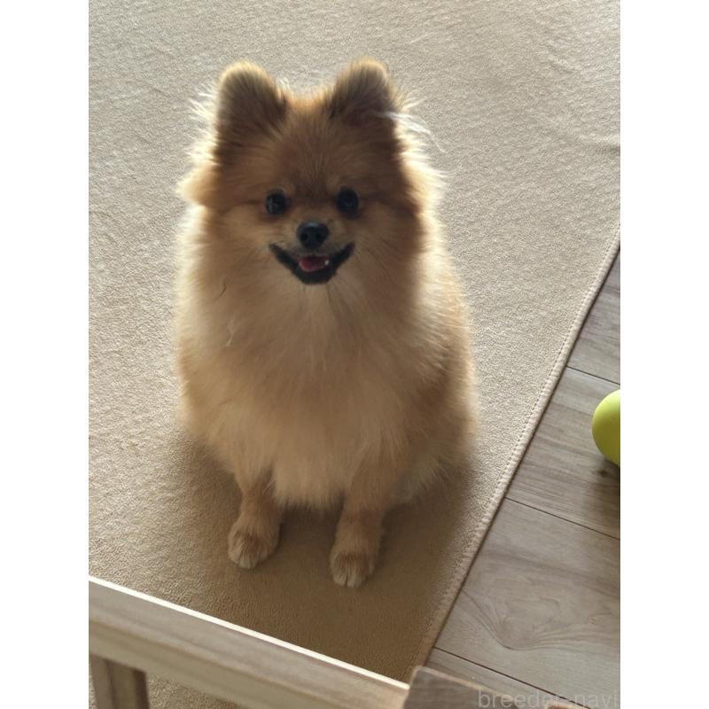 販売中の群馬県のポメラニアン-402755の7枚目