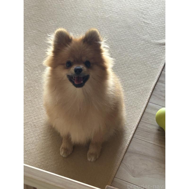 販売中の群馬県のポメラニアン-402755の6枚目