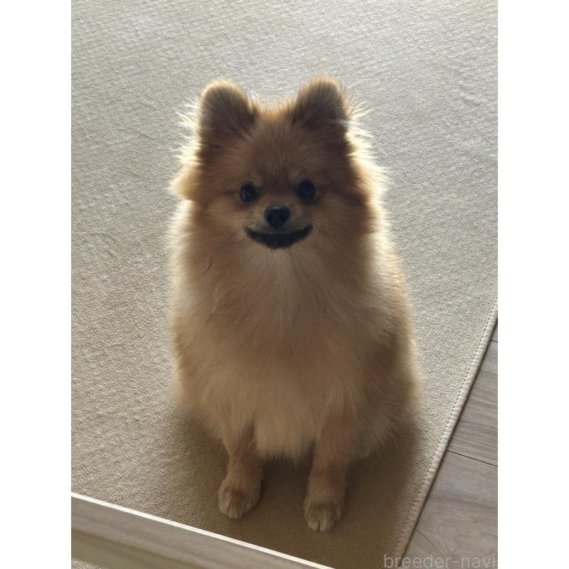 販売中の群馬県のポメラニアン-402755の5枚目