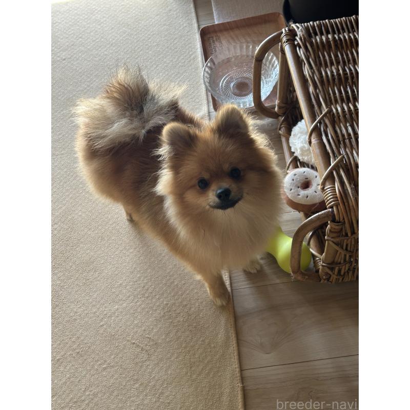 販売中の群馬県のポメラニアン-402755の4枚目