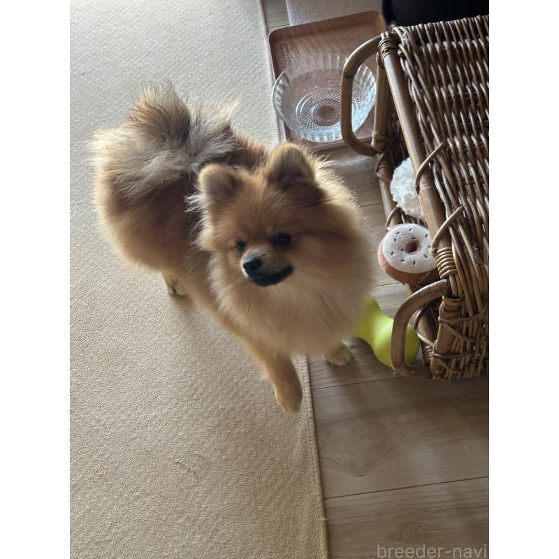 販売中の群馬県のポメラニアン-402755の3枚目