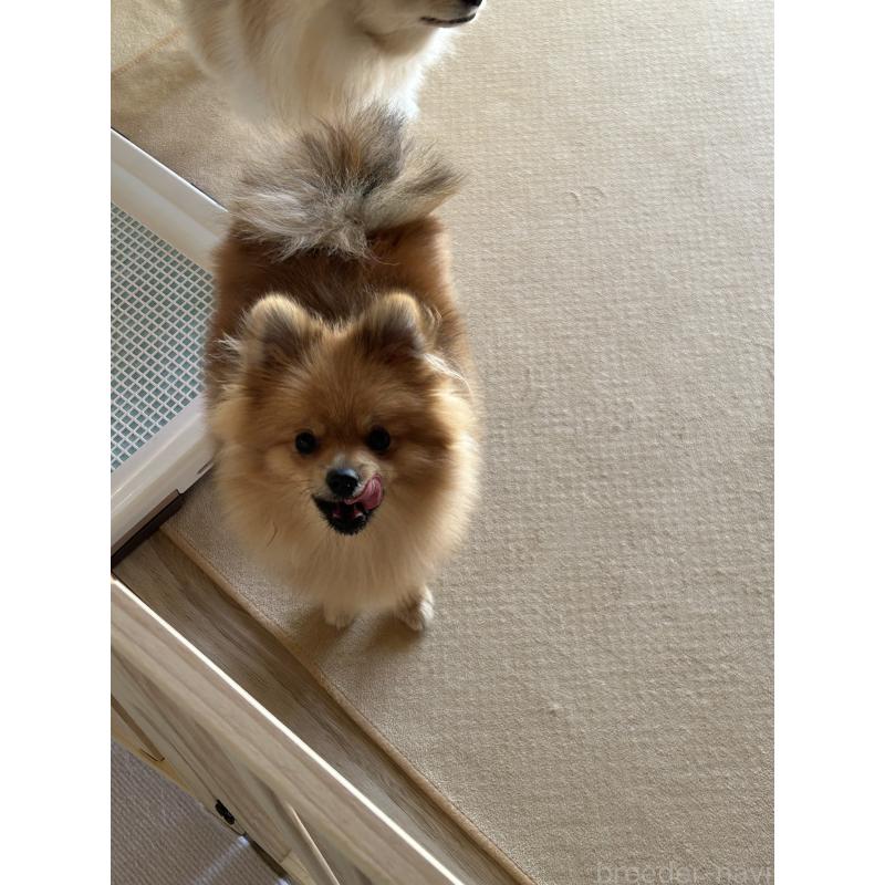 販売中の群馬県のポメラニアン-402755の2枚目