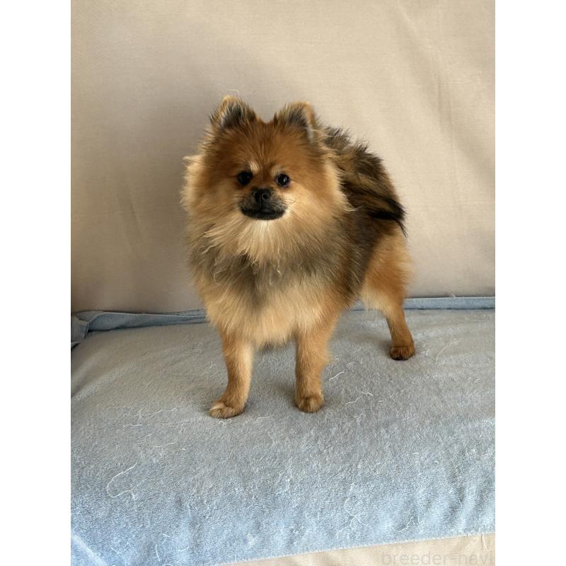 販売中の群馬県のポメラニアン-402754の6枚目