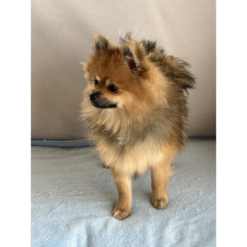 販売中の群馬県のポメラニアン-402754の5枚目