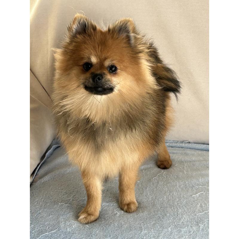 販売中の群馬県のポメラニアン-402754の4枚目