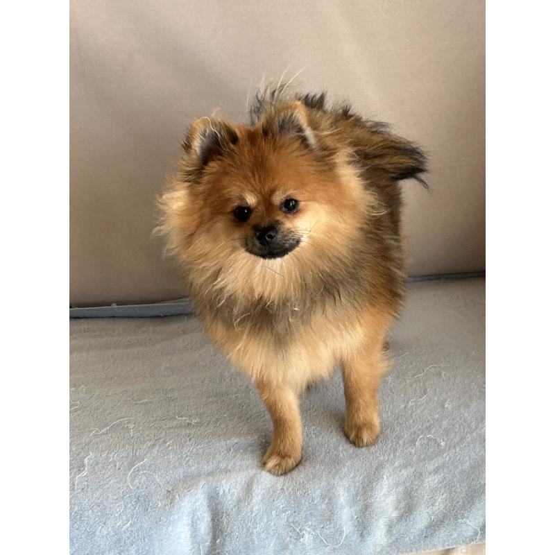 販売中の群馬県のポメラニアン-402754の3枚目