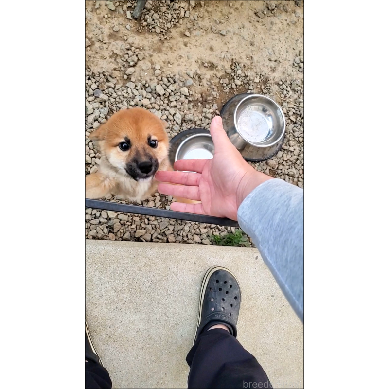 販売中の大阪府の柴犬-406783の4枚目