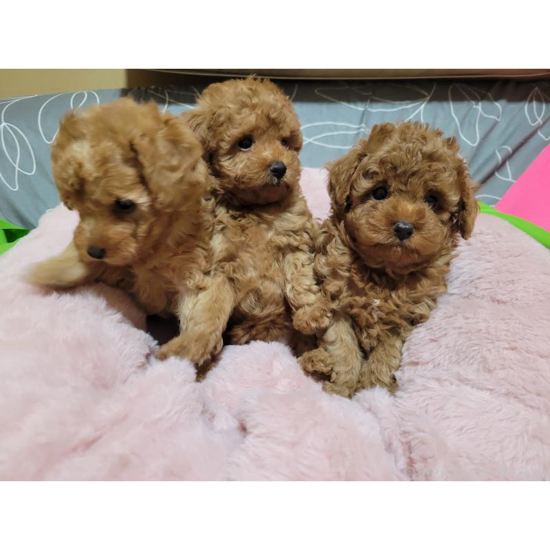 販売中の佐賀県のトイプードル-422674の3枚目