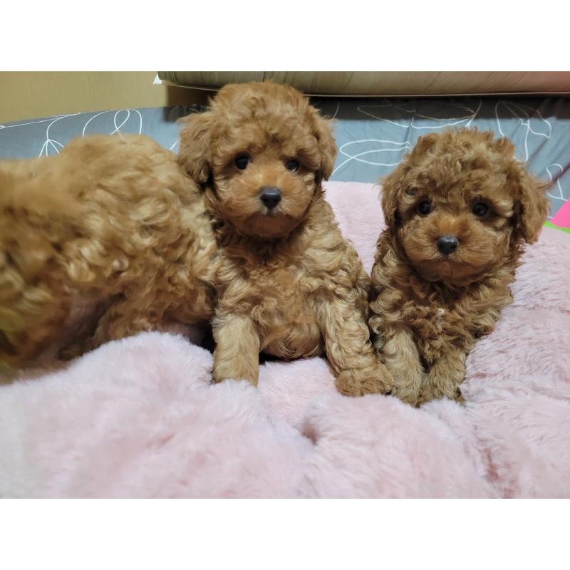 販売中の佐賀県のトイプードル-422674の2枚目