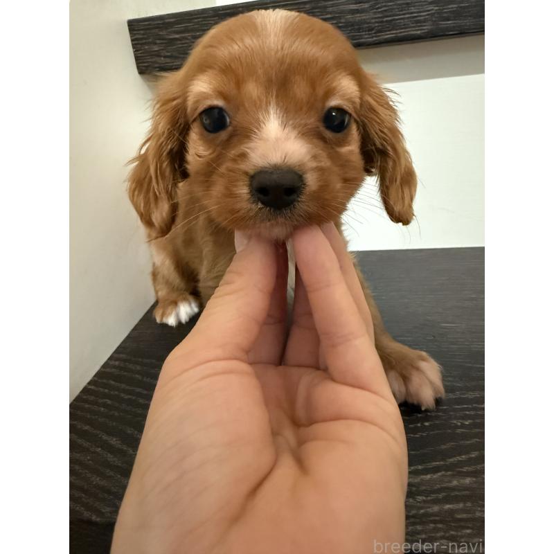 成約済の岡山県のミックス犬-415455の5枚目