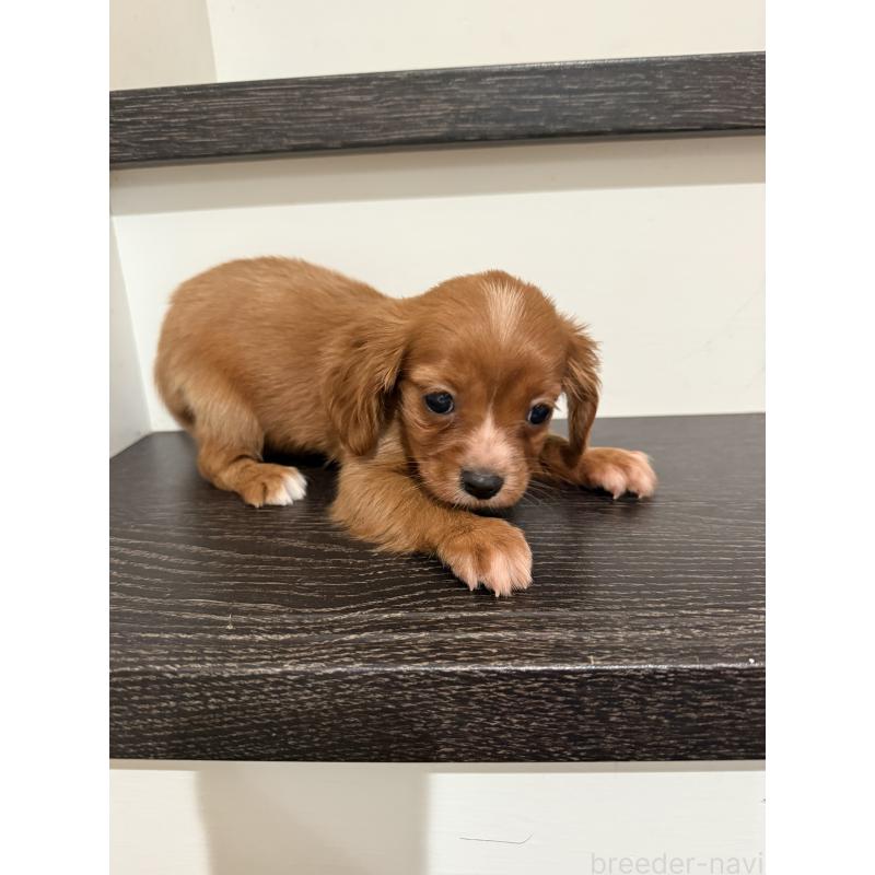 成約済の岡山県のミックス犬-415455の4枚目