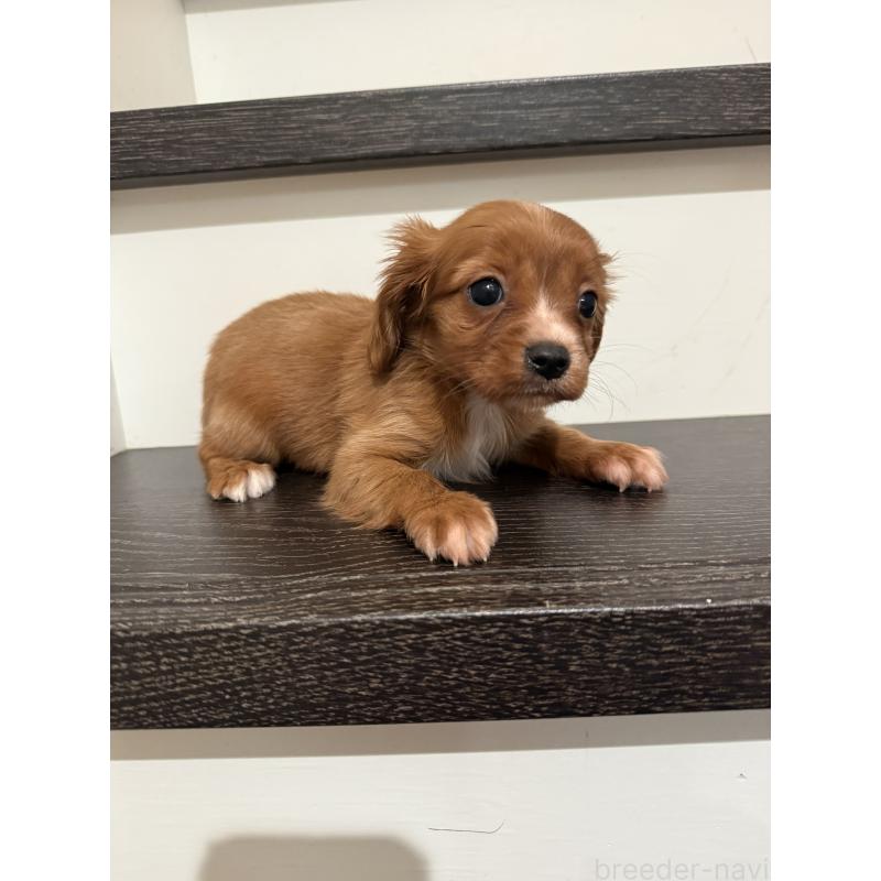 成約済の岡山県のミックス犬-415455の3枚目