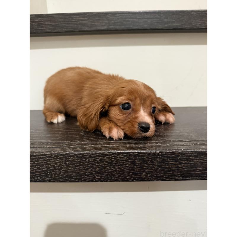 成約済の岡山県のミックス犬-415455の2枚目