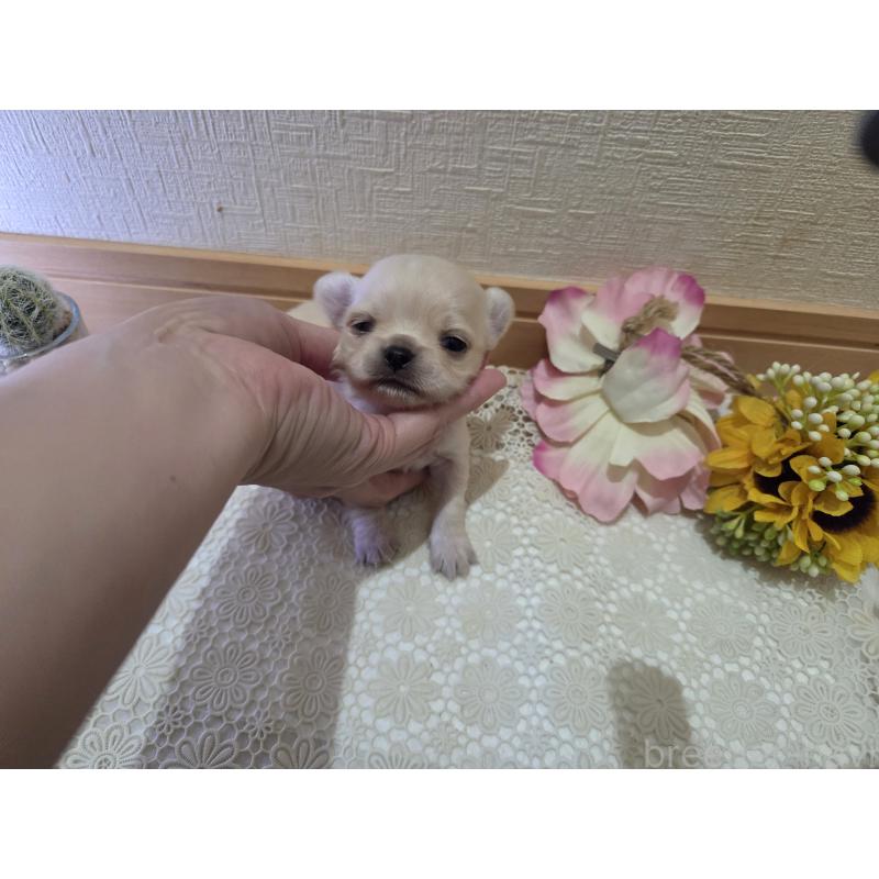 販売中の広島県のチワワ(ロングコート)-422564の5枚目