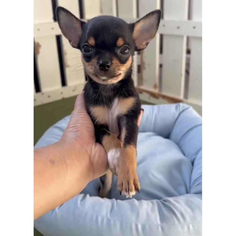 販売中の福岡県のチワワ(スムースコート)-419720の3枚目