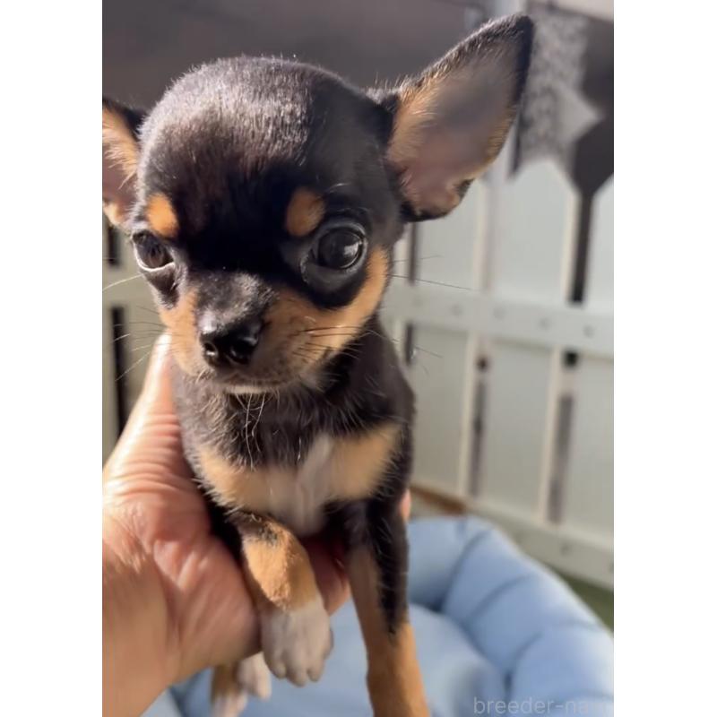 販売中の福岡県のチワワ(スムースコート)-419720の2枚目