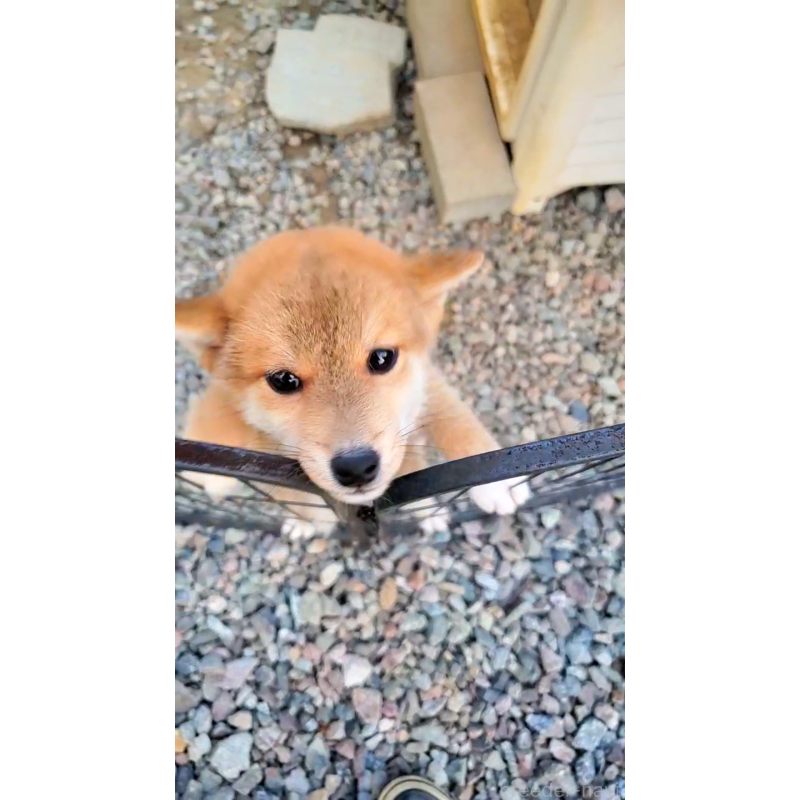 販売中の大阪府の柴犬-414889の4枚目