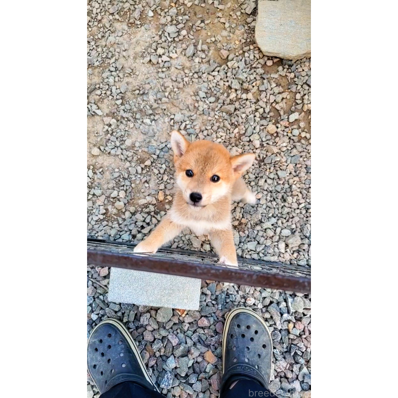 販売中の大阪府の柴犬-414889の3枚目