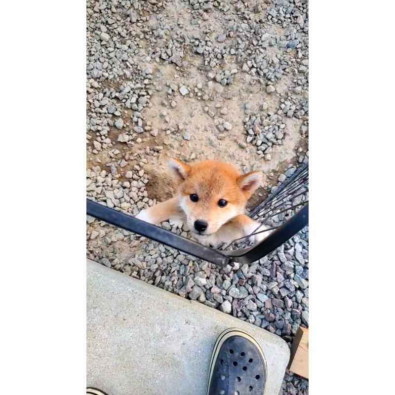 販売中の大阪府の柴犬-414889の2枚目