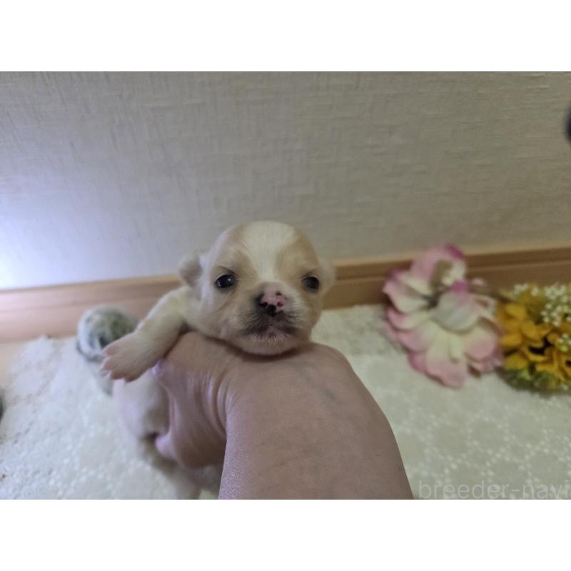 販売中の広島県のチワワ(ロングコート)-422565の11枚目