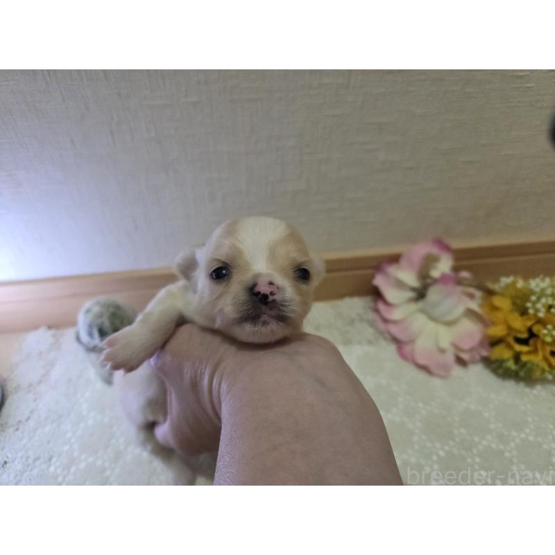 販売中の広島県のチワワ(ロングコート)-422565の10枚目