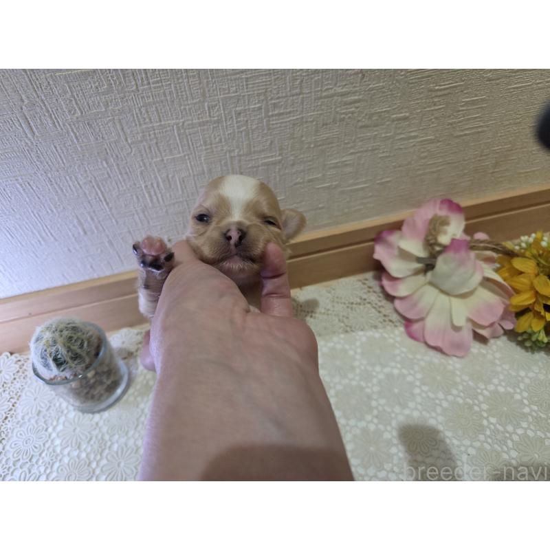 販売中の広島県のチワワ(ロングコート)-422566の7枚目