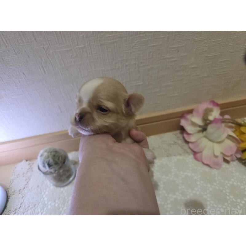 販売中の広島県のチワワ(ロングコート)-422566の5枚目