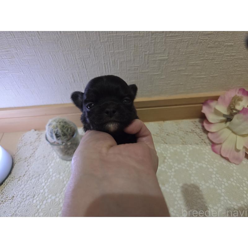 販売中の広島県のチワワ(ロングコート)-422570の5枚目