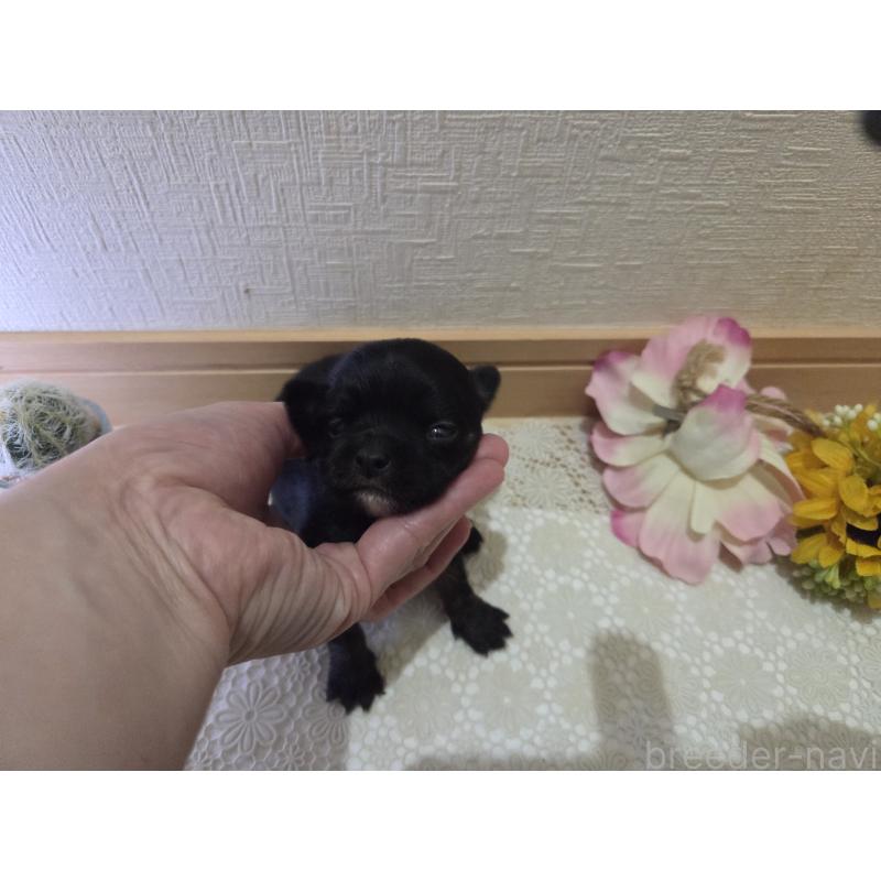 販売中の広島県のチワワ(ロングコート)-422570の3枚目