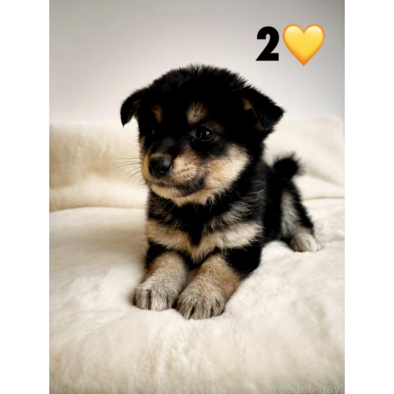 販売中の神奈川県の柴犬-422571の3枚目
