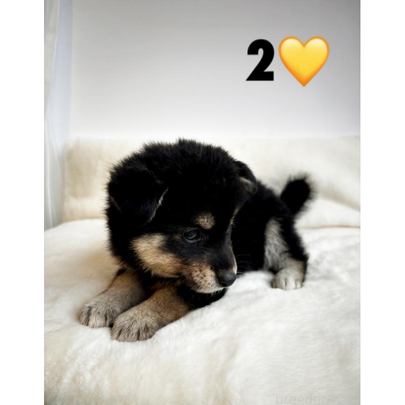販売中の神奈川県の柴犬-422571の2枚目