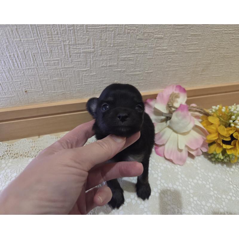 販売中の広島県のチワワ(ロングコート)-422572の4枚目
