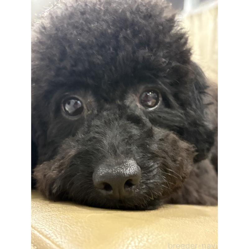 成約済の東京都のチワプー:チワワ×トイプードル-398001の2枚目