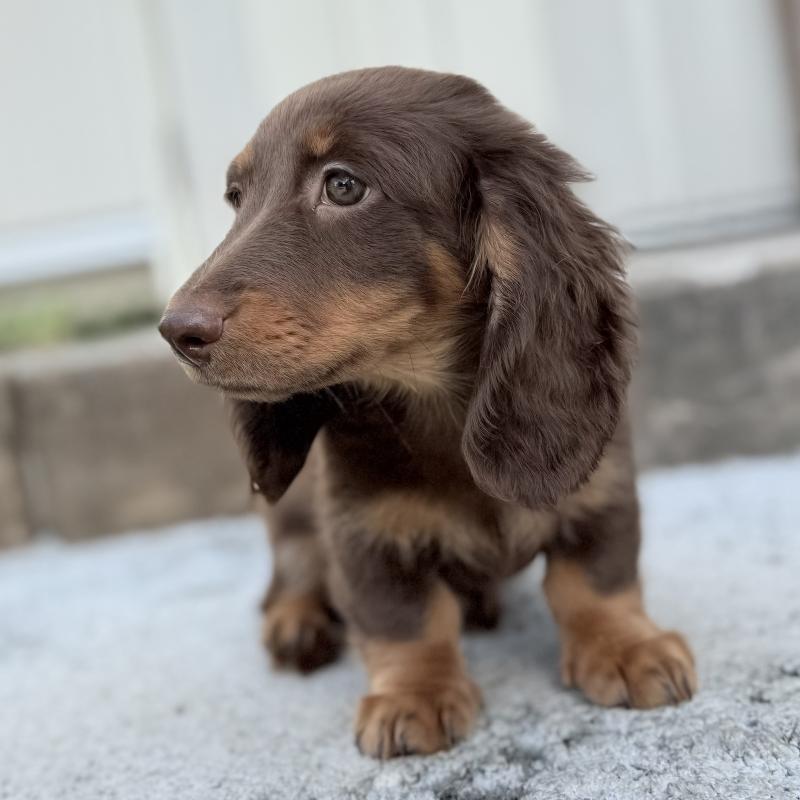 商談中の埼玉県のミニチュアダックスフンド(ロングヘアード)-417131の7枚目